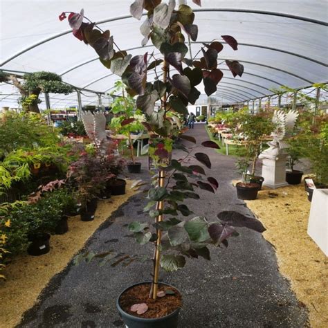 Cercis Canadensis Merlot Clockhouse Nurseries