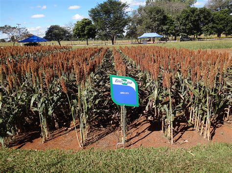 Produção de sorgo no Brasil sobe mais de 36 em apenas uma safra O