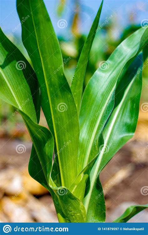 Fresh Green Green Corn Field Indian Farm Stock Image Image Of