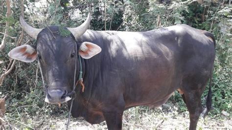 Menjelang Iduladha 2017 Sapi Asli Sumbawa Mulai Dipasarkan Di Bandung