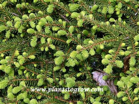 Birds Nest Spruce Plants To Grow Plants Database By Paul S Drobot