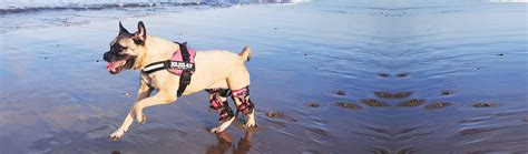 5 Innovative Ways To Hand-Make A Customized Knee Support For Your Furry Friend