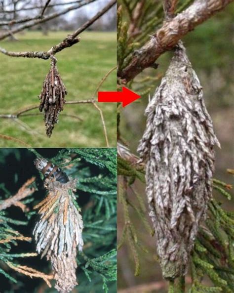 dont   evergreen bagworm harm  beloved trees page