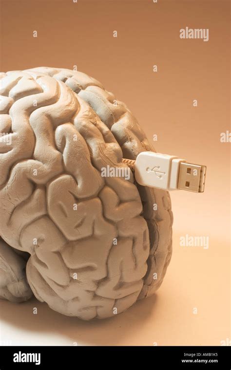 Human Brain And USB Cable Stock Photo Alamy