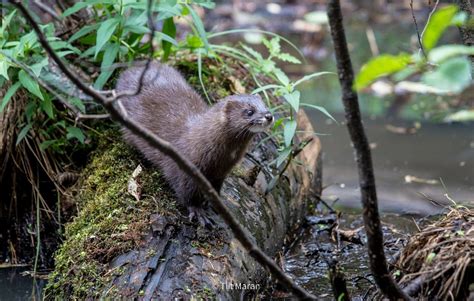 European Mink — IUCN SSC Small Carnivore Specialist Group