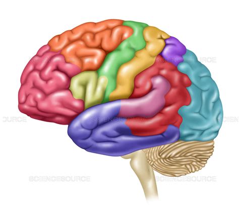 Brain Diagram Unlabeled Lateral