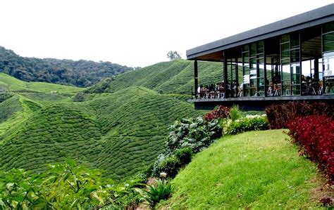 Cameron Highland Attractions Places To Visit Jb2sg