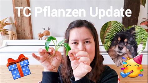 Tc Pflanzen Update Vorher Nachher Geburtstags Verlosung