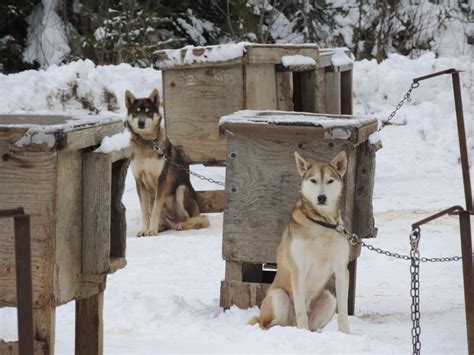 El Majestuoso Alaskan Malamute Descubre Todo Sobre Esta Raza De Perro