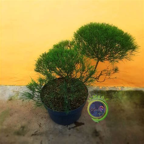 Jual BONSAI CEMARA UDANG Casuarina Equisetifolia Bahan Bonsai BIBIT