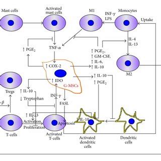 Sources Of Oral Stem Progenitor Cells Isolated Dfscs Dental Follicle