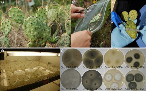 Plant Material And Isolation Process Of The Endophytic Fungi Adult Download Scientific Diagram