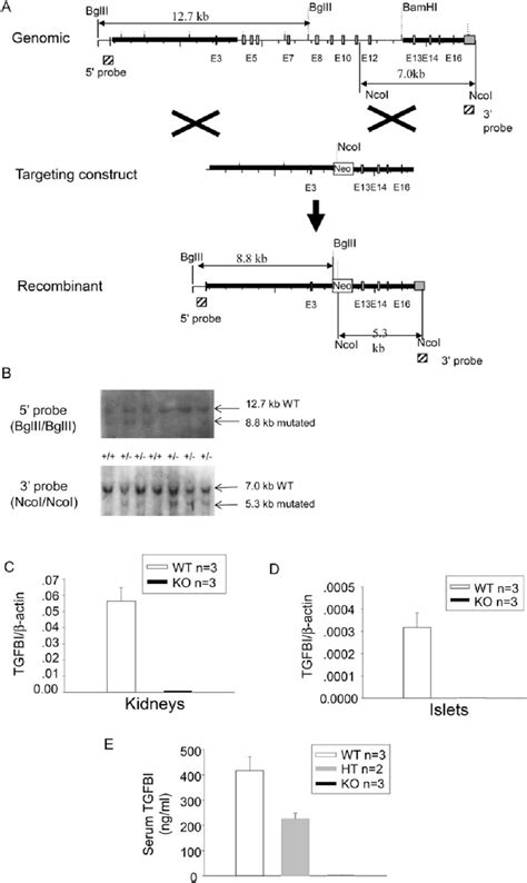 Generation Of Tgfbi Ko Mice A Targeting Strategy Generating Tgfbi Ko