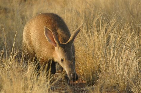 The Aardvark Southern Africa Travel