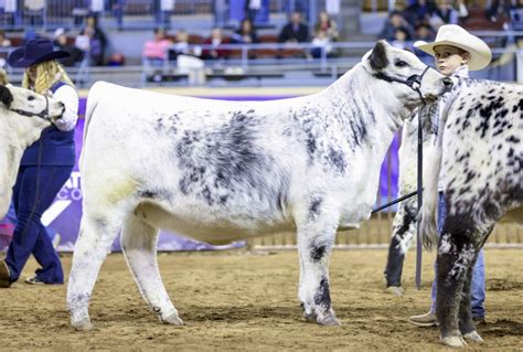 Speckle Park Cattle Debut At Cattlemens Congress In Oklahoma