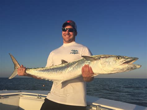 New limits will protect the future of great mackerel 23