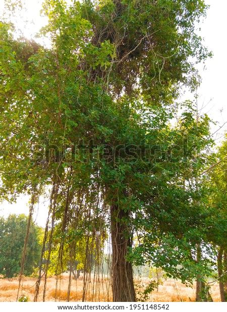 134 Dalbergia Sissoo Tree Images, Stock Photos & Vectors | Shutterstock