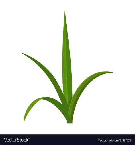 Leaf Sugar Cane Iconcartoon Icon Royalty Free Vector Image