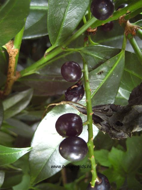 European Treeguide Bomengids Nl Featuring Laurierkers Cherry Laurel