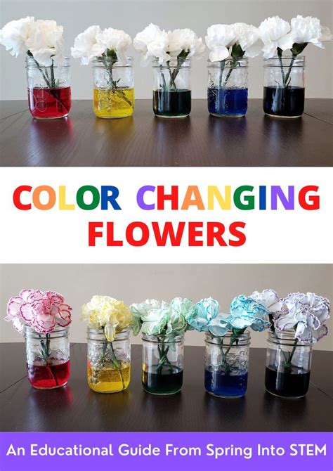 Color Changing Flowers An Educational Guide