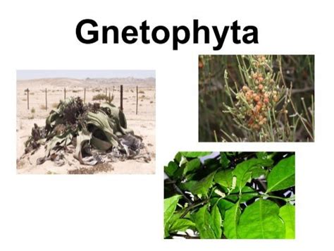 Gnetophytes Examples