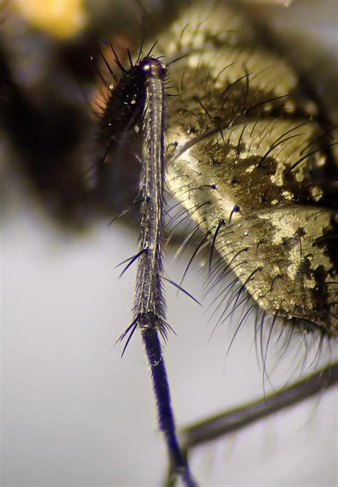 Phaonia Serva Male Hind Tibia Wytham Woods Oxon Flickr