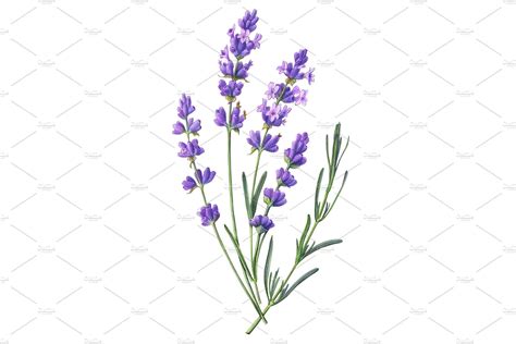 Lavender Pencil Illustration | Flower illustration, Pencil illustration ...