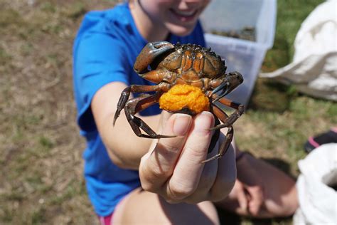 European Green Crabs Nedret Andre