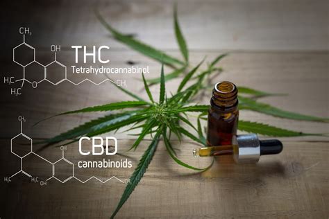 THC Und CBD Unterschiede Und Gemeinsamkeiten 321CBD