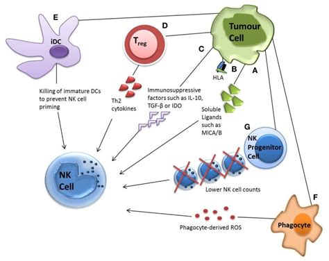 Tumor Evasion Strategies Tumor Cells Can Evade Nk Cell Attack Via