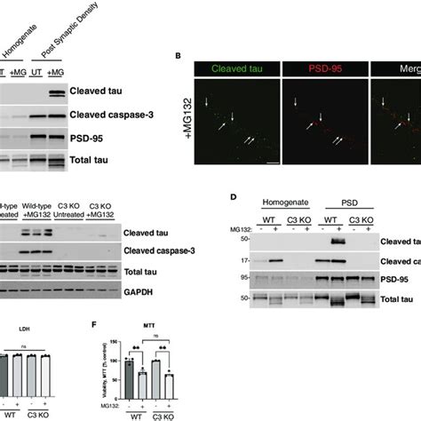 Caspase 3 Dependent Tau Cleavage At The Post Synaptic Density PSD A