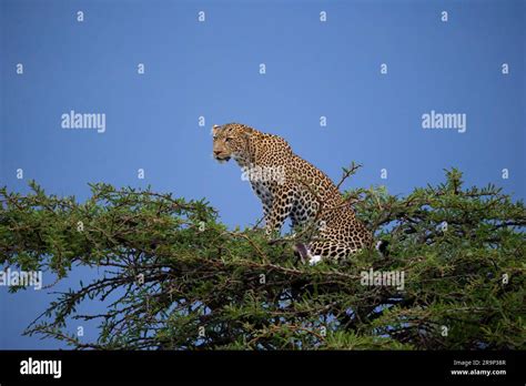 African Leopard Panthera Pardus Female With Prey On An Acacia Tree