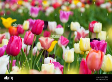 Multi Colored Tulip Fields Hi Res Stock Photography And Images Alamy