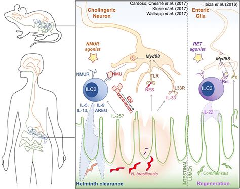 Frontiers Commentary Neuronal Regulation Of Type 2 Innate Lymphoid