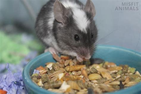 What Do Rats Eat? Wild Vs. Pet Rat Diet & Healthy Foods