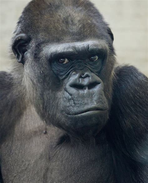 Beautiful Portrait of a Gorilla. Male Gorilla on Black Background ...