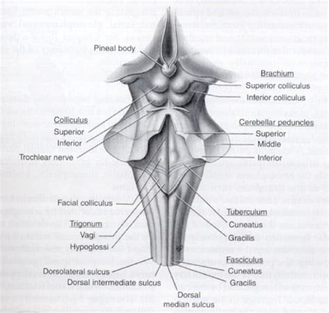 Brain Stem And Spinal Cord Flashcards Quizlet