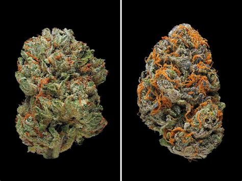 10 Strongest Weed Strains Of 2017 So Far