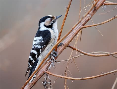 Lesser Spotted Woodpecker Dryobates Minor