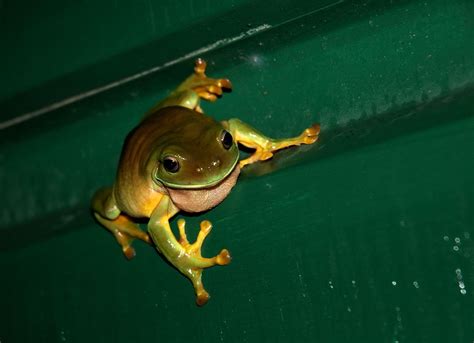 Frogs and Toads: 204 photos (with names!) published in gallery ...