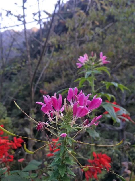 醉蝶花：五峰后河国家级自然保护区 中国自然保护区生物标本资源共享平台