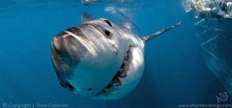 Great White Shark Cage Diving Cape Townexperience The Ultimate Thrill