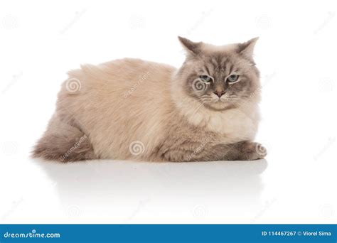 Side View Of Adorable Grey Cat Lying Down Stock Image - Image of furry ...