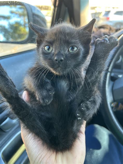 black  bombay kitten rpetadvice