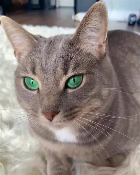 This cat with beautiful Emerald eyes. : oddlysatisfying