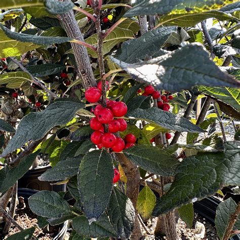 Ilex verticillata ‘Winter Red’ | Piedmont Carolina Nursery