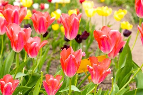 Premium Photo | Beautiful tulips growing in a garden or city park ...