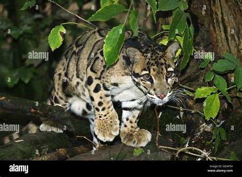 CLOUDED LEOPARD neofelis nebulosa, ADULT Stock Photo - Alamy