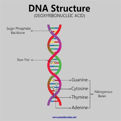 dna structure samuel barnabas ifitumi