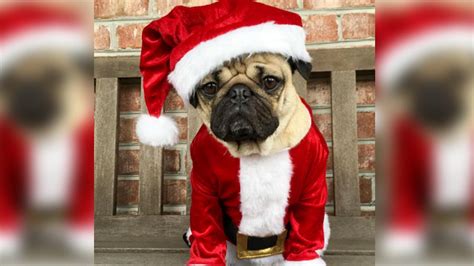 Cute Christmas Pug Wallpapers - Wallpaper Cave